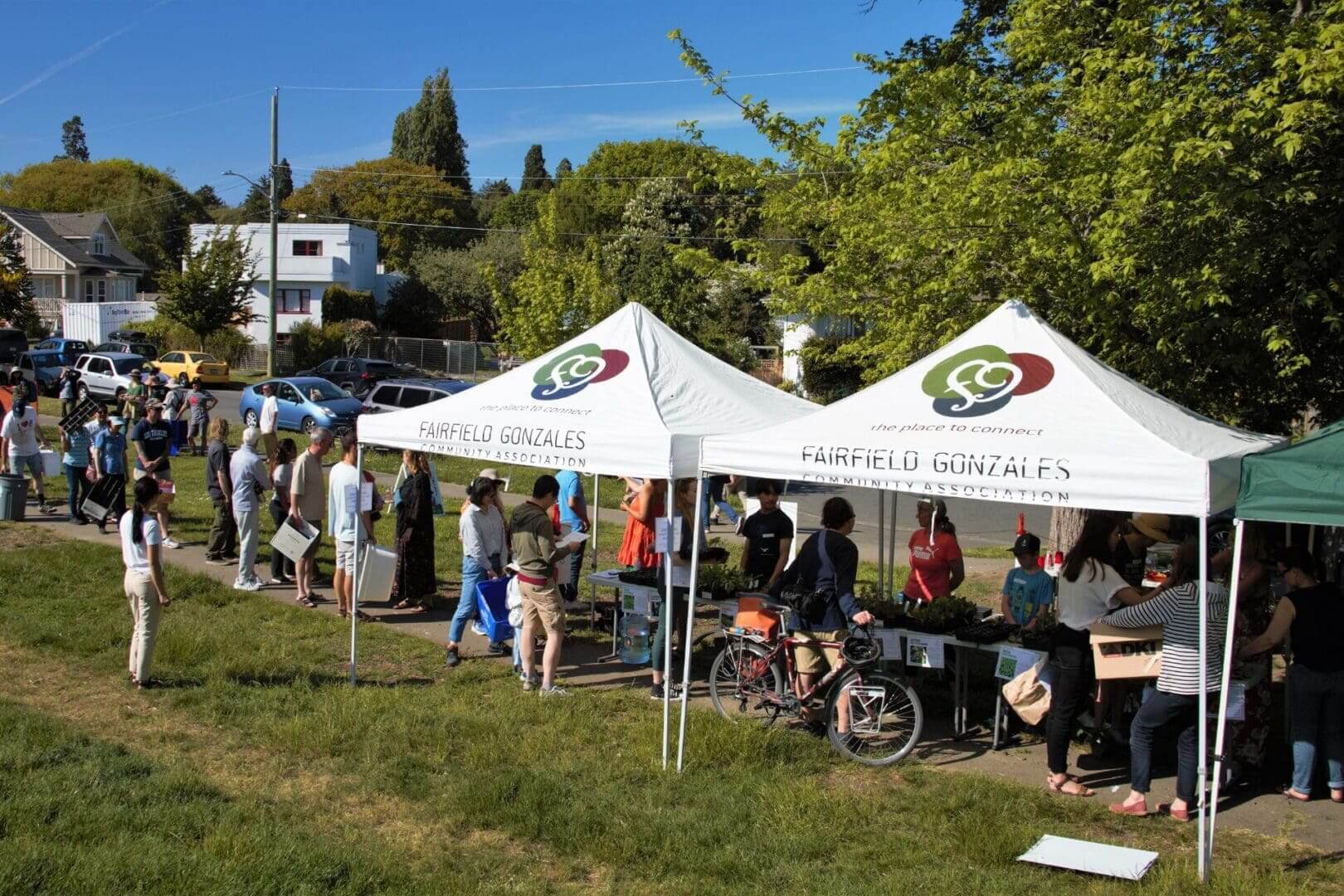 seedling distribution event. two tents with a line up of people picking up vegetable seedlings